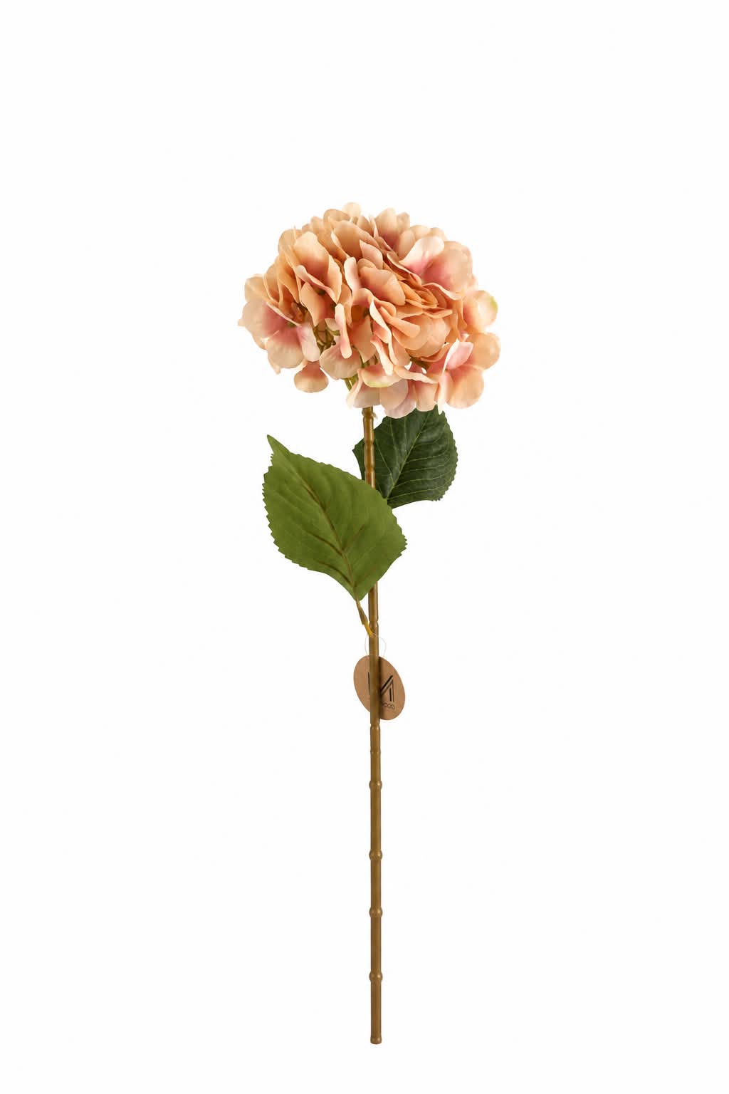 Hortensia zalm