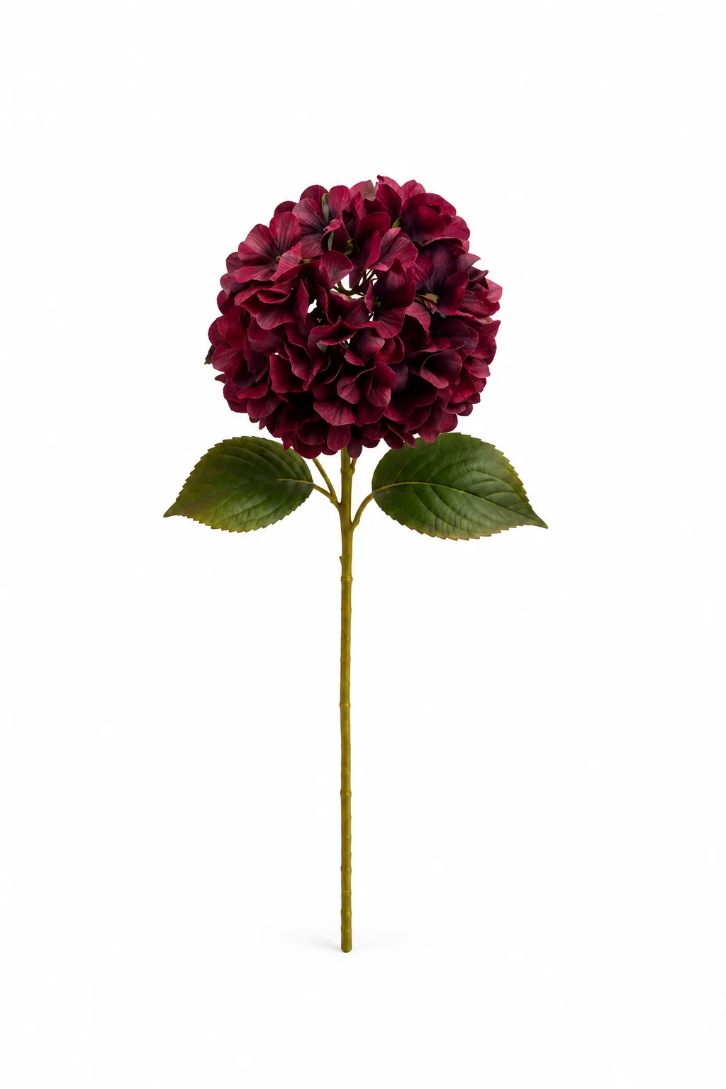 Hortensia bordeau